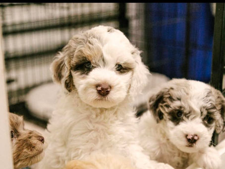 Overcoming Second Dog Syndrome: A Guide for Pet Owners