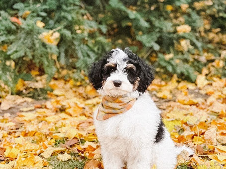 Is It Normal to Pay for a Puppy Before Meeting It?