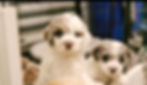 gray and white doodle puppy
