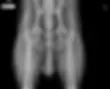 xray of a bernedoodle