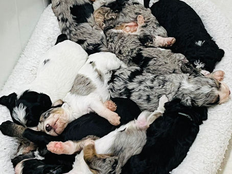 Pro Breeder Answers: Is the Second Litter of Puppies the Best?