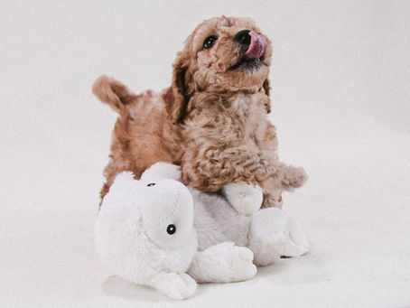 Is Getting a New Puppy Stressful? The Most Common Issues