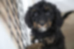 black f1b bernedoodle puppy looking up at camera, indoors