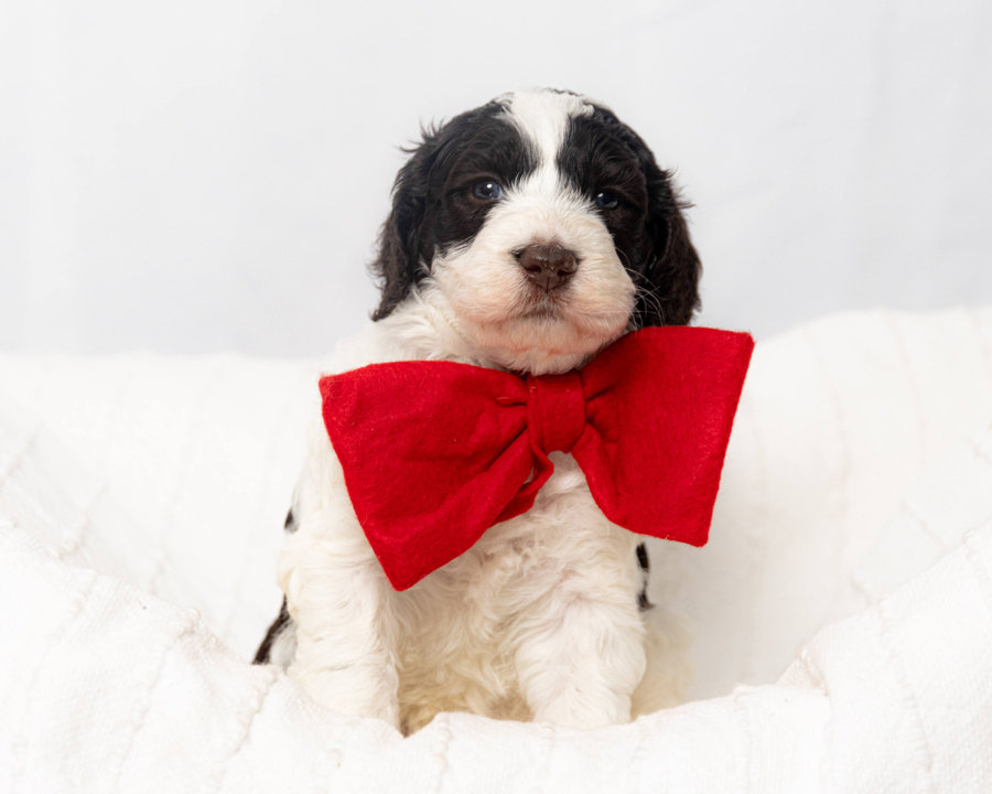 Is It Safe to Buy a Puppy Online? Read This First