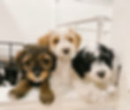 goldendoodle and bernedoodle puppies indoors
