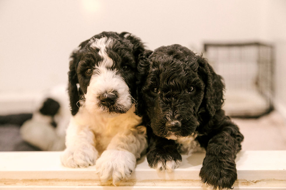 two black and white doodle puppies looking at camera for photo