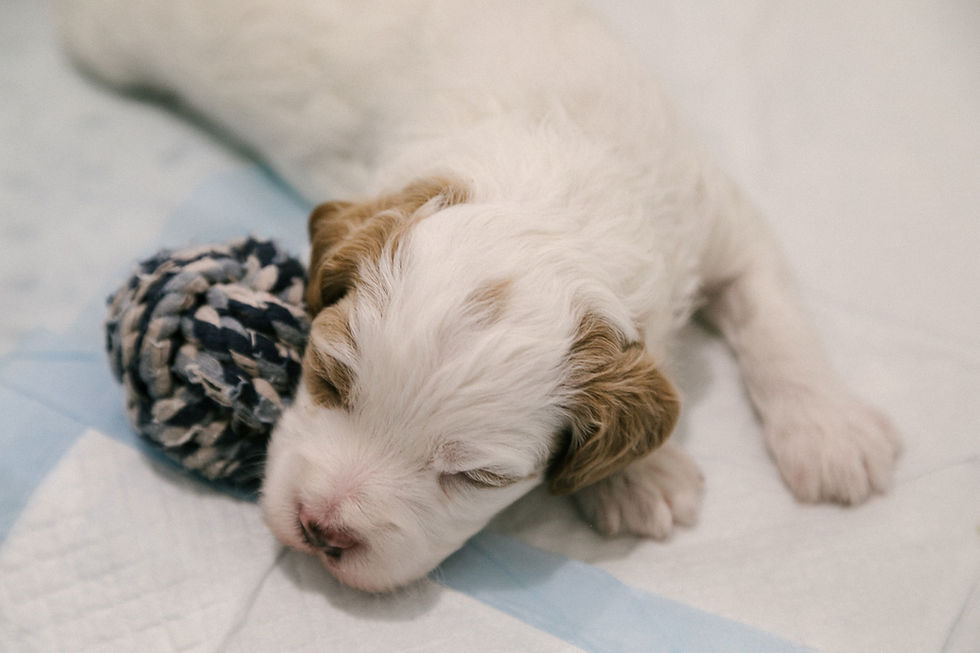 here's what to avoid when choosing a puppy