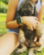 girl protecting a small dog