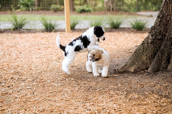 Alpha Female Dog Behavior: Understanding Dominance and Leadership Traits