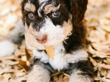 Do Dog Breeders Ever Reject Puppy Applicants?