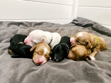 What Happens if a Breeder Doesn’t Have the Puppy I Want?