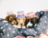 goldendoodle fur colors