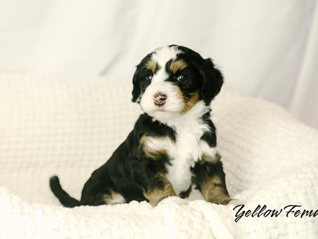 How to Safely Buy a Puppy Online & Avoid Scams
