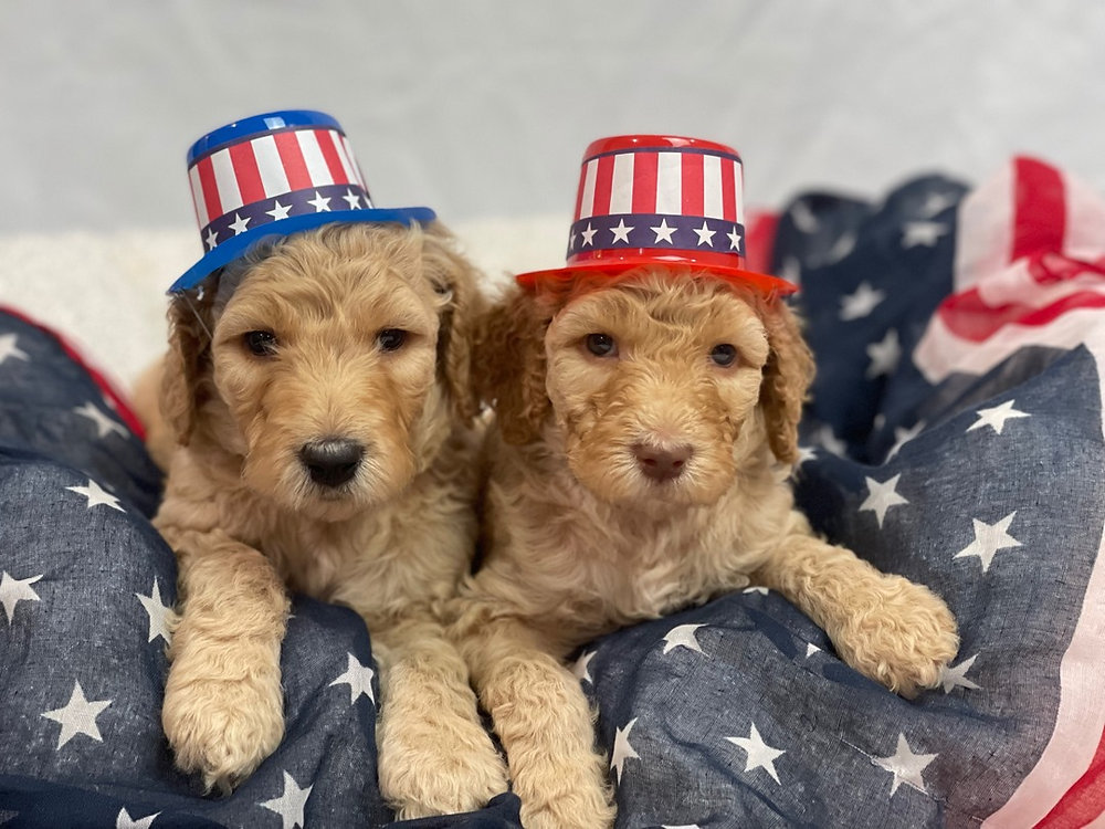 How Old Should a Puppy be When You Get It? Know the Law