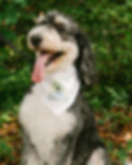 large dog