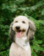 white and grey doodle outside in front of trees