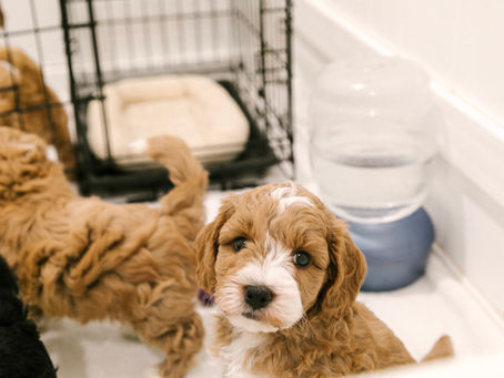 Multigenerational Goldendoodles: The Differences Explained