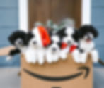 five black and white doodles bunched together for a photo outside a front door
