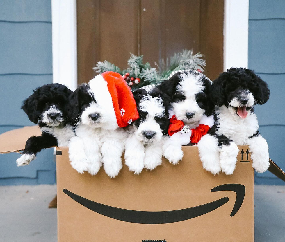 black and white doodle puppies in a cardboard box