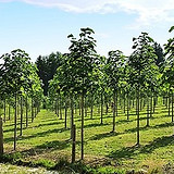 treeme-paulownia-pflege-02 5.jpg