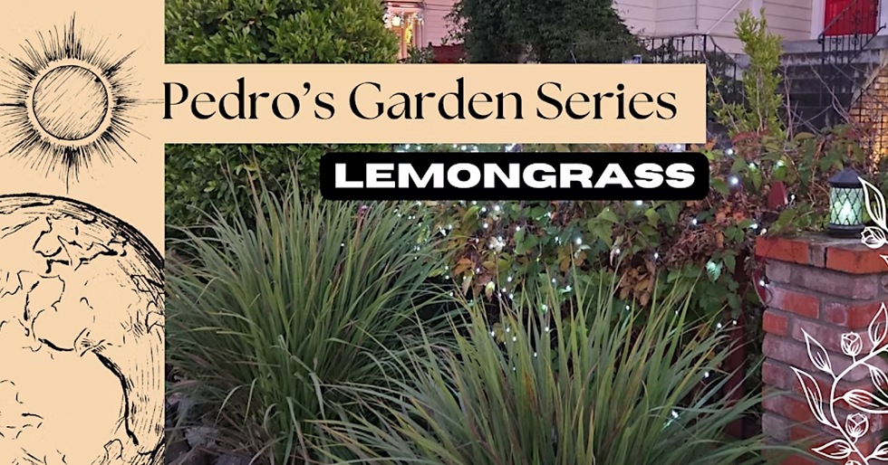 NEW: Pedro's Garden Workshop Series - Lemongrass ($25)