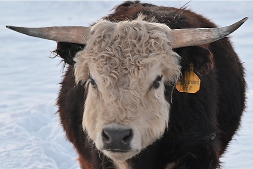 Highland Cattle Breeder - Mini Highland Cattle Breeder - Miniature Cows - Miniature Micro Highland Cattle - Cows Heifers Micr