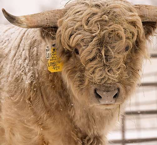 Highland Cattle Breeder - Mini Highland Cattle Breeder - Miniature Cows - Miniature Micro Highland Cattle - Cows Heifers Micr