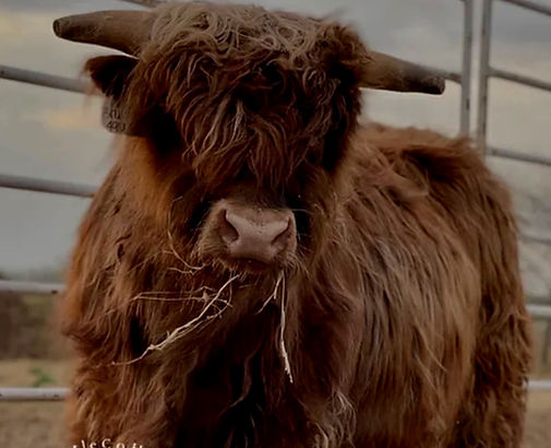 Highland Cattle Breeder - Mini Highland Cattle Breeder - Miniature Cows - Miniature Micro Highland Cattle - Cows Heifers Micr