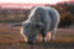 _DSC8731.jpeg