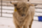 _DSC4339_edited.jpg