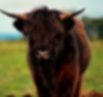 _DSC7046_edited.jpg