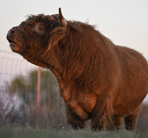 Highland Cattle Breeder - Mini Highland Cattle Breeder - Miniature Cows - Miniature Micro Highland Cattle - Cows Heifers Micr