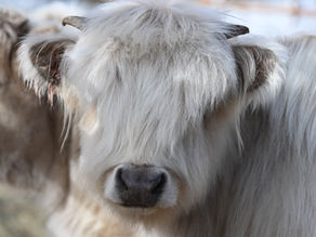 Highland Cattle FAQ: What Our Facebook Community Asked Us Most