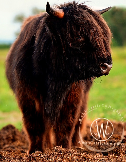 Highland Cattle Breeder - Mini Highland Cattle Breeder - Miniature Cows - Miniature Micro Highland Cattle - Cows Heifers Micr