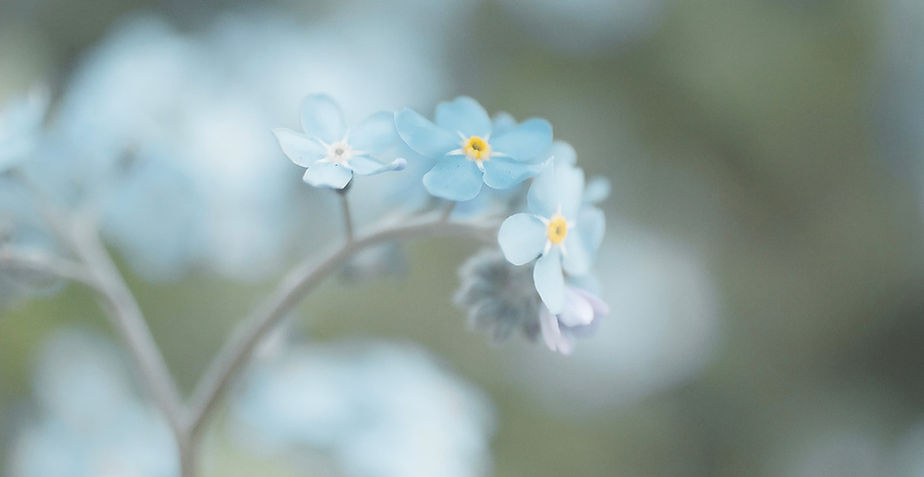 blue flowers for flower remedies