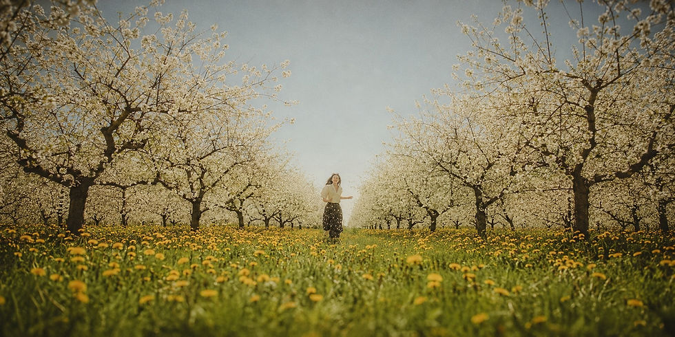A woman walks through a sunlit spring orchard filled with white blossoms and yellow wildfl