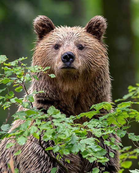 Bär9.jpg