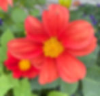 Plantasia Speaker Series: Sustainable Container Gardening