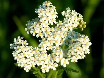 The Gardens at Murder Creek: Medicinal Plants Workshop