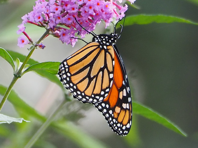 CW Native Plant Farm native plant nursery near me 12288 Tonawanda Creek Road, Akron, NY, USA