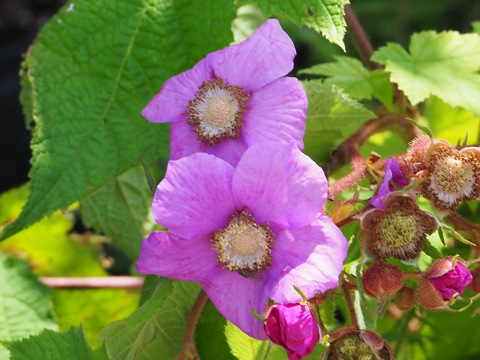 University Express: The Gardens at Murder Creek Restoration and Biodiversity