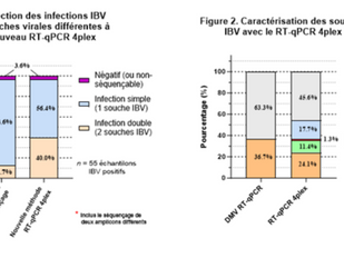 New 4plex test for the detection of strains of avian infectious bronchitis (IBV)