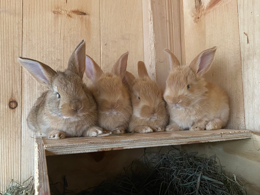 flemish giant housing