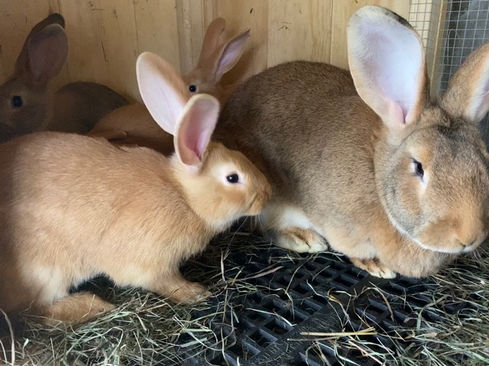 Fawn and Sandy Flemish Giants