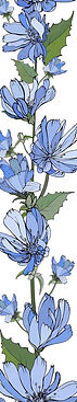 floral-vertical-border-with-blue-flowers-chicory-green-leaves-white_528213-770.jpg
