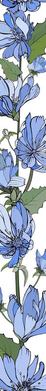 floral-vertical-border-with-blue-flowers-chicory-green-leaves-white_528213-770.jpg