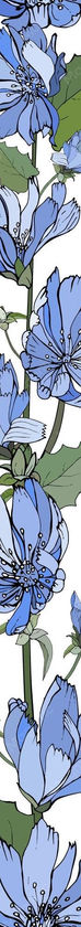 floral-vertical-border-with-blue-flowers-chicory-green-leaves-white_528213-770.jpg