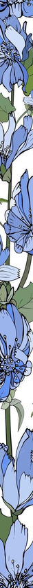 floral-vertical-border-with-blue-flowers-chicory-green-leaves-white_528213-770-1.jpg