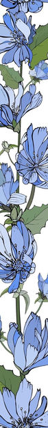 floral-vertical-border-with-blue-flowers-chicory-green-leaves-white_528213-770.jpg