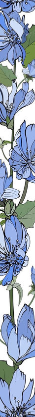 floral-vertical-border-with-blue-flowers-chicory-green-leaves-white_528213-770.jpg